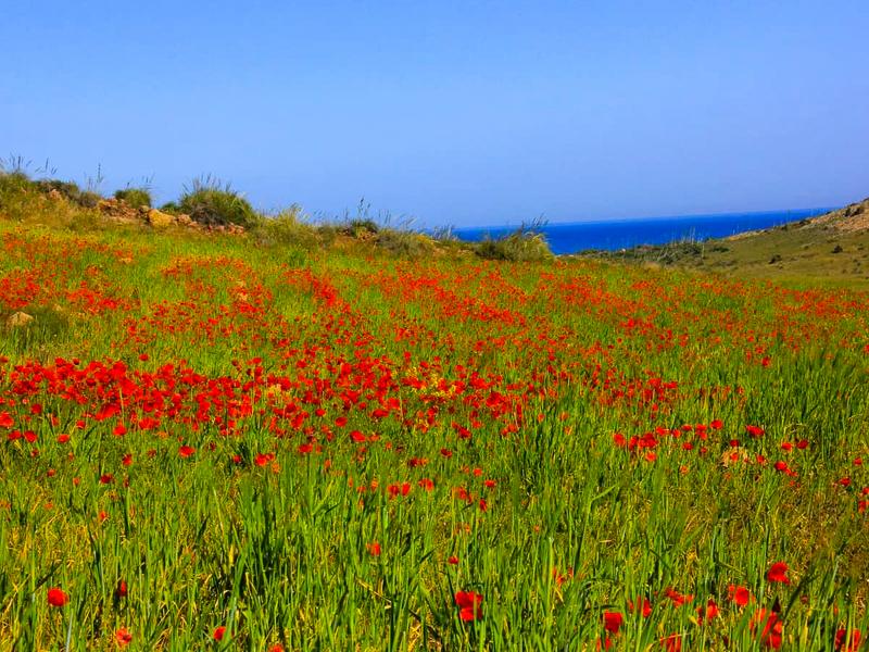 Poppies, field, ocean view – Almería, Andalucía | Andaluciatours