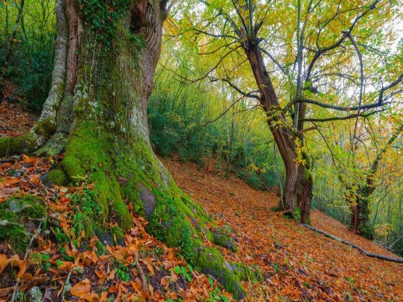 Forest, autumn, leaves – Alpujarra Almeriense, Almería province, Andalucía | Andaluciatours