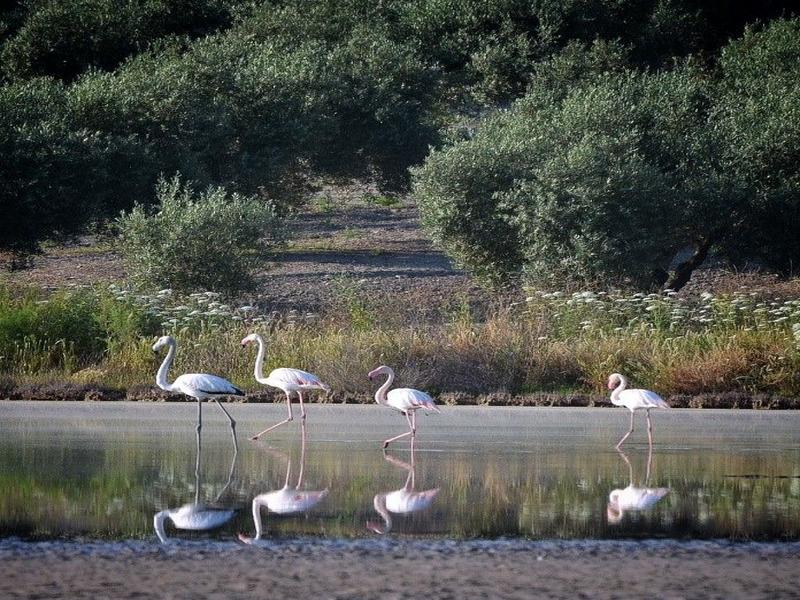 Flamingos, water, wildlife – Bajo Guadalquivir, Seville province, Andalucía | Andaluciatours