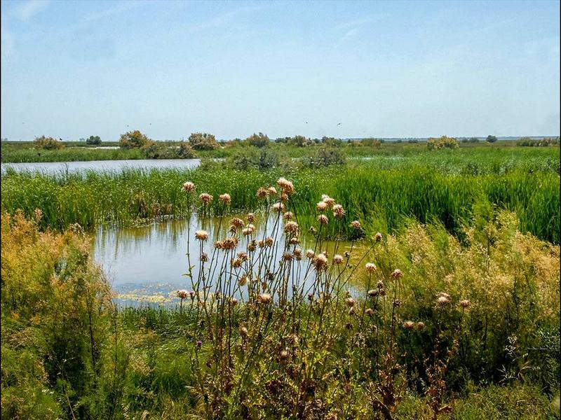 Marsh, wetland, thistles – Bajo Guadalquivir, Seville province, Andalucía | Andaluciatours
