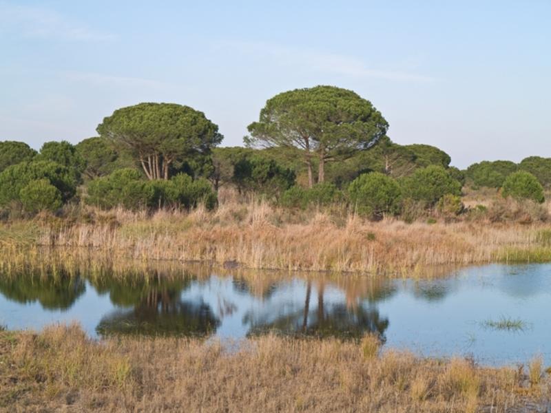 Trees, water, landscape – Bajo Guadalquivir, Seville province, Andalucía | Andaluciatours