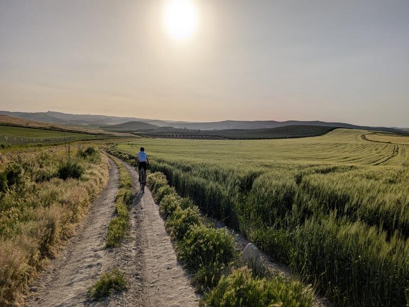 A lone walker on a track through green wheat fields at dawn in the Campiña Este–Guadajoz, Córdoba — roam with Andaluciatours.