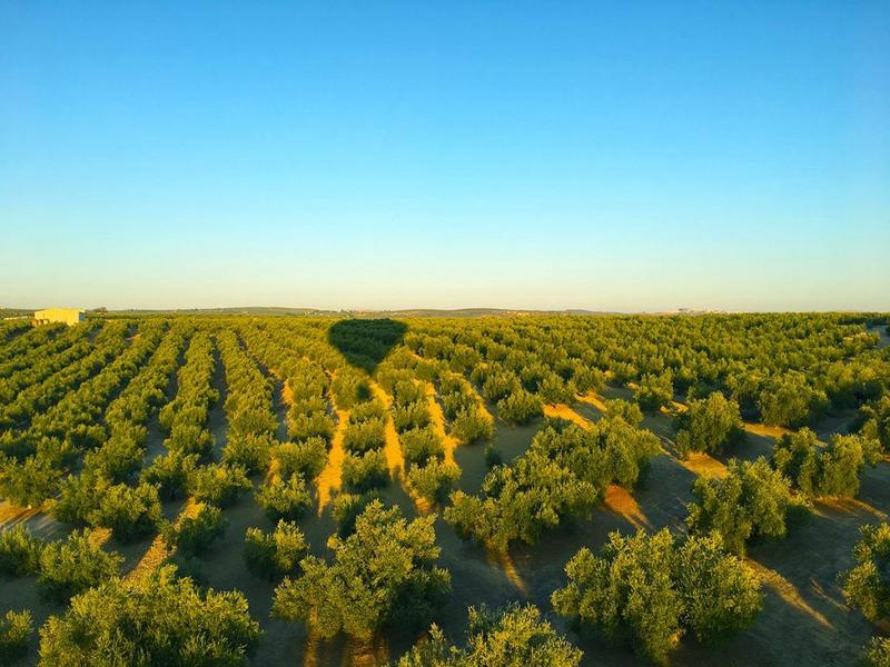 Field, trees, shadow – Campiña Sur Cordobesa, Córdoba province, Andalucía | Andaluciatours