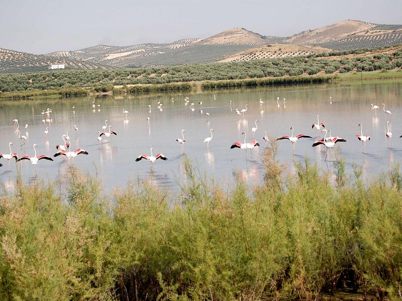 Flamingos, lake, landscape – Campiña Sur Cordobesa, Córdoba province, Andalucía | Andaluciatours