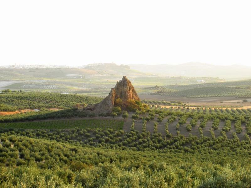 Landscape, olive groves, countryside – Campiña Sur Cordobesa, Córdoba province, Andalucía | Andaluciatours