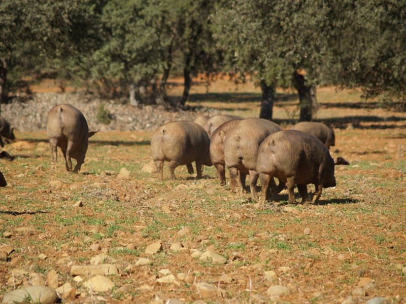Pigs, grazing, farm – Campiña Sur Cordobesa, Córdoba province, Andalucía | Andaluciatours
