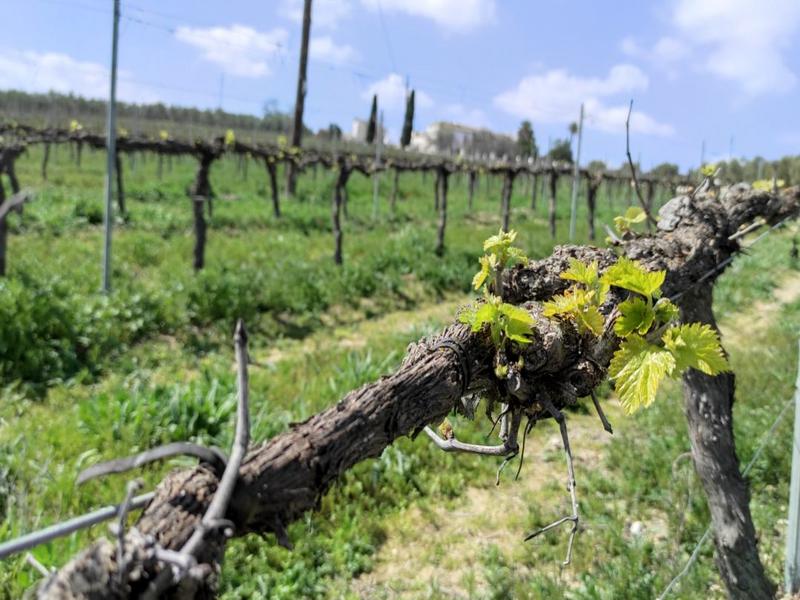 Vineyard, grapevine, viticulture – Campiña Sur Cordobesa, Córdoba province, Andalucía | Andaluciatours