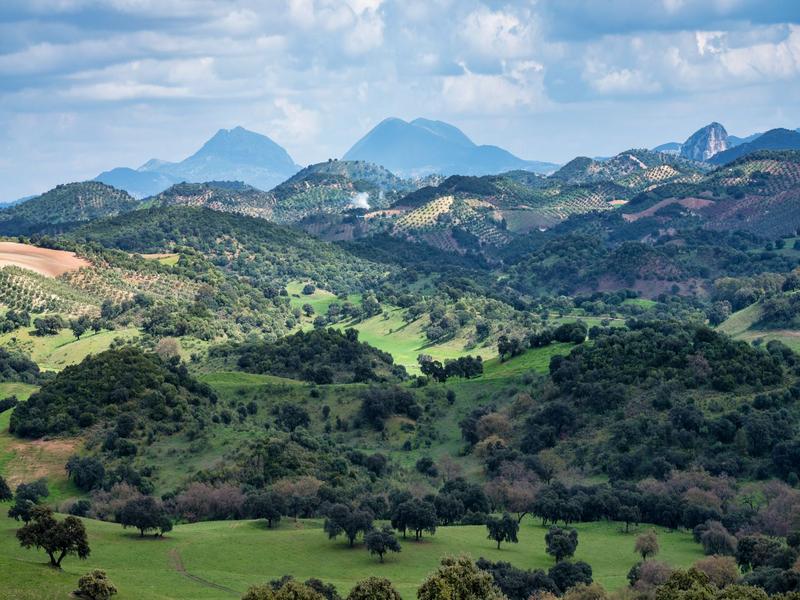 Rolling, oak-dotted green countryside of the Campiña de Jerez, Cádiz — discover Andalusian farmland with Andaluciatours.