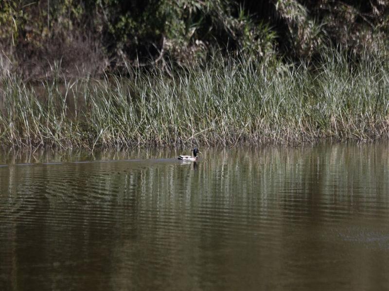Duck, water, nature – Campo de Gibraltar, Cádiz province, Andalucía | Andaluciatours