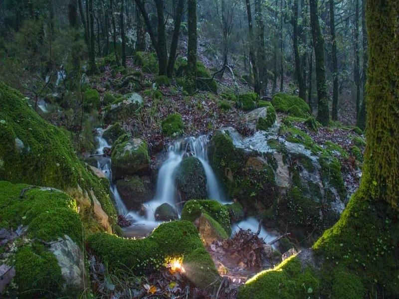 Stream, moss, forest – Campo de Gibraltar, Cádiz province, Andalucía | Andaluciatours