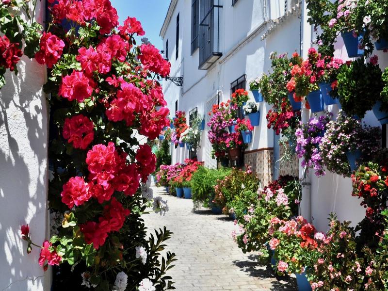 Flowers, street, plants – Córdoba, Córdoba province, Andalucía | Andaluciatours