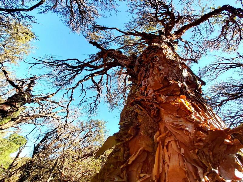 Tree bark, forest, sky – Córdoba, Córdoba province, Andalucía | Andaluciatours