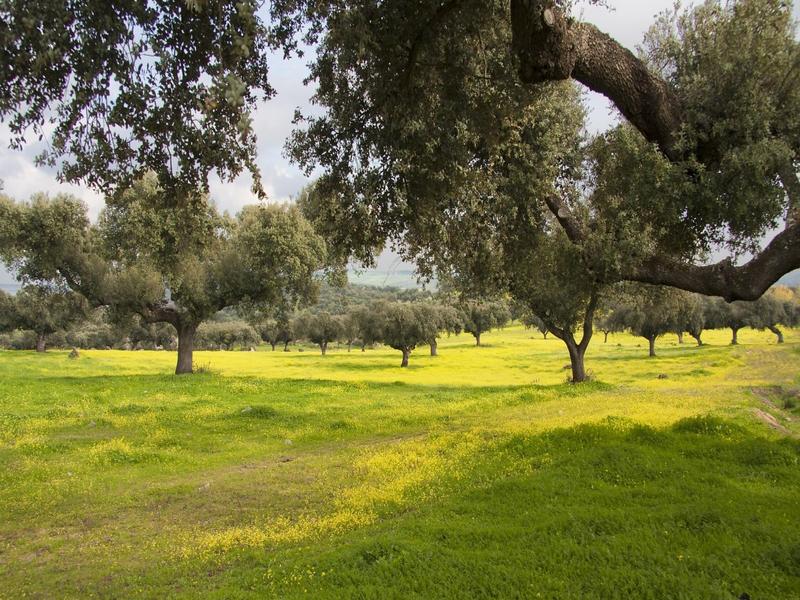 Trees, meadow, landscape – Córdoba, Córdoba province, Andalucía | Andaluciatours
