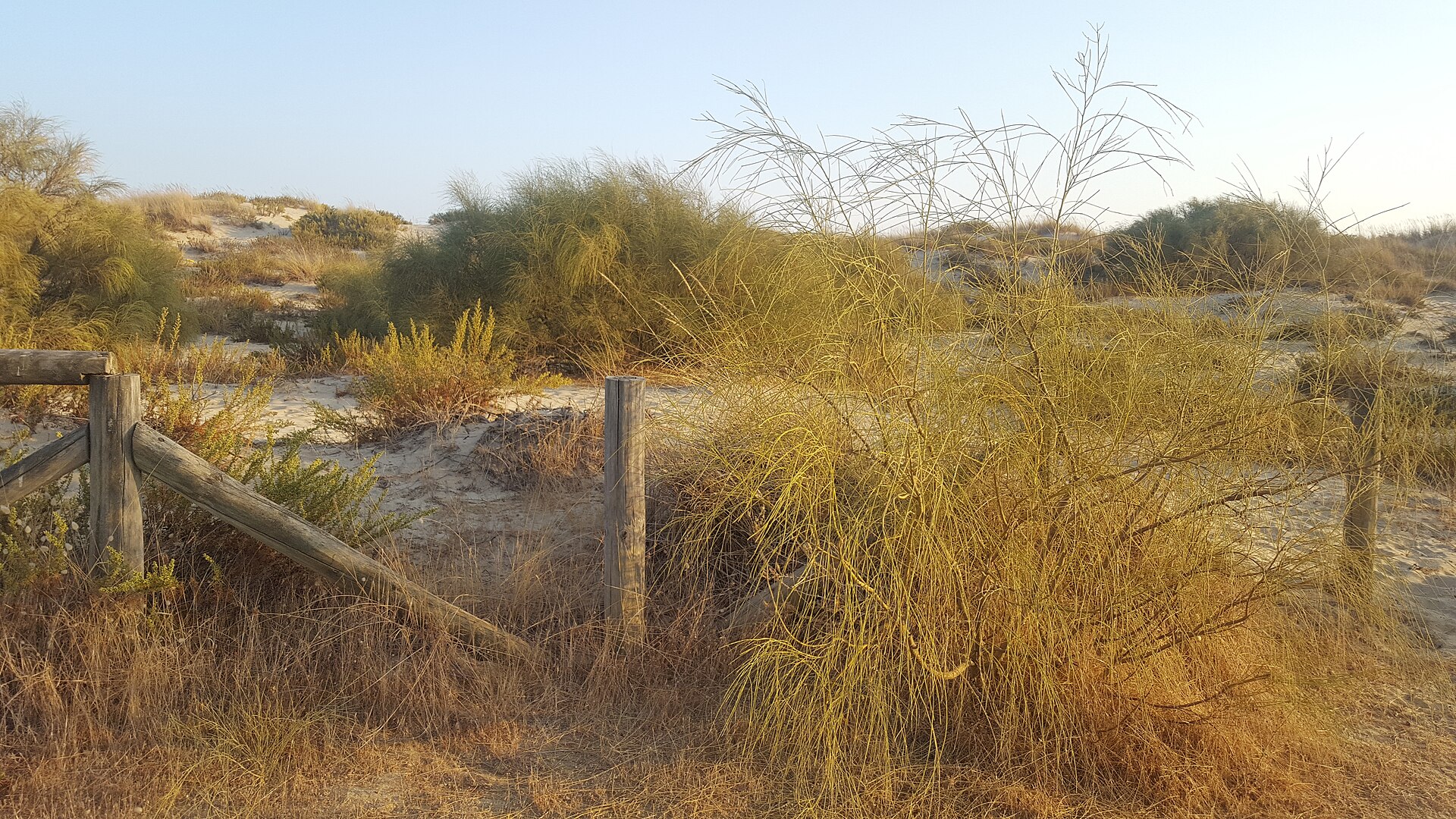 Dunes, coastal vegetation, marshes – Marismas de Isla Cristina, Costa Occidental, Huelva province, Andalucía | Andaluciatours