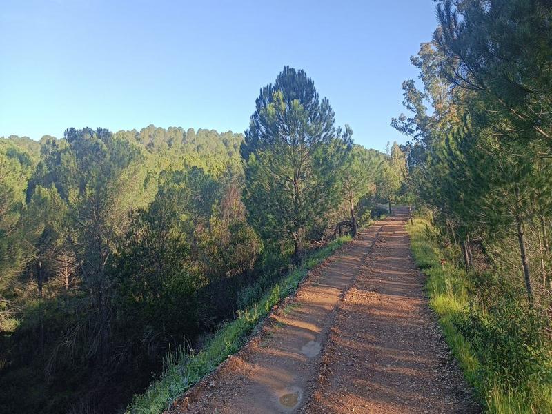 Path, trees, nature – Cuenca Minera, Huelva province, Andalucía | Andaluciatours
