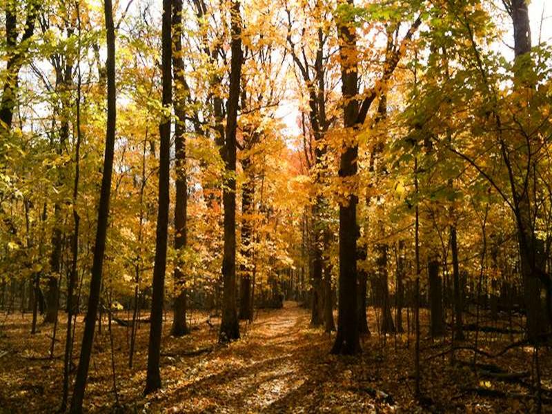 Forest, autumn, leaves – El Condado, Jaén province, Andalucía | Andaluciatours