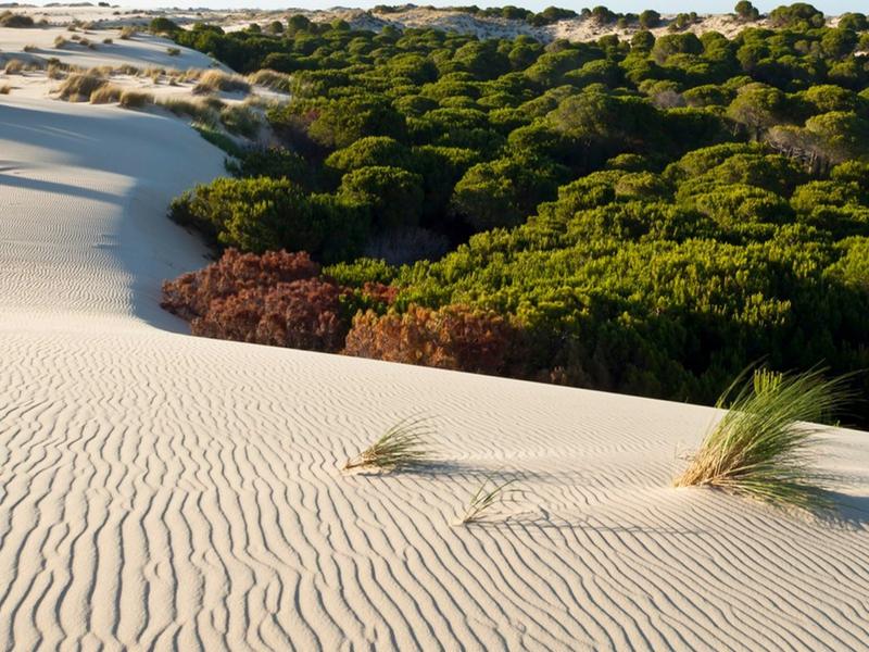 Sand dunes, forest, landscape – Huelva, Andalucía | Andaluciatours
