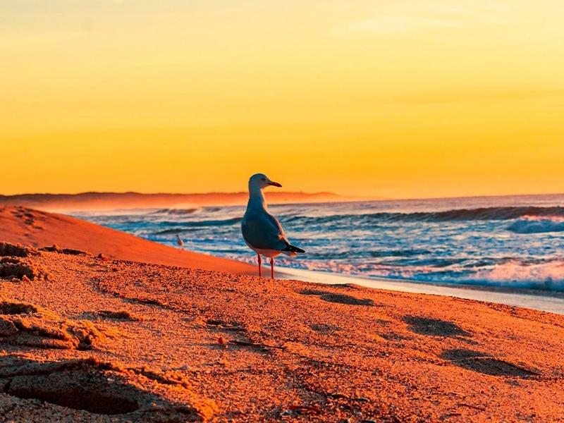 Seagull, ocean, sand – Huelva, Andalucía | Andaluciatours