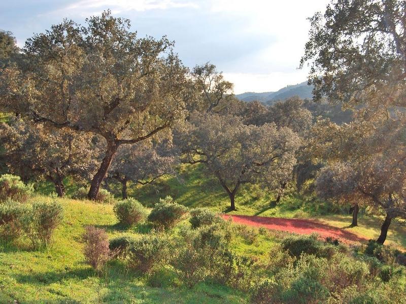 Trees, landscape, path – Huelva, Andalucía | Andaluciatours