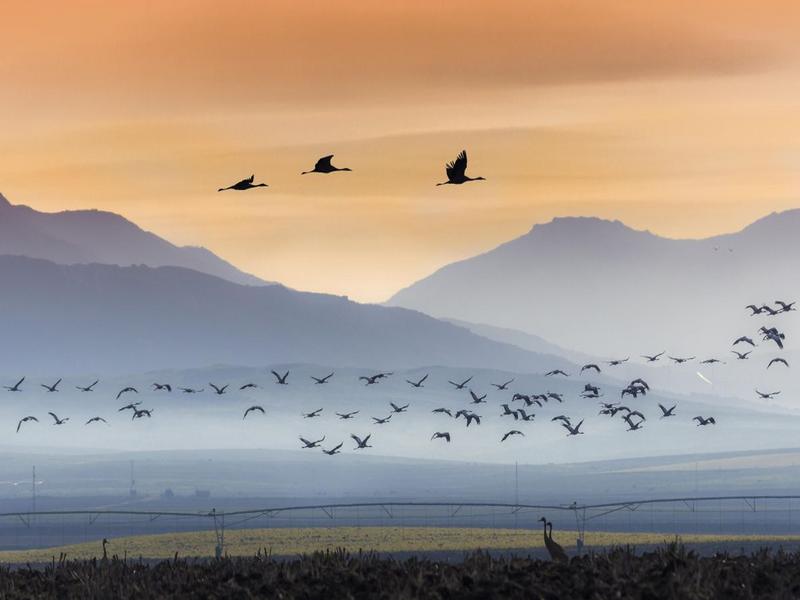Flocks of migrating birds over misty wetlands at dawn in La Janda, Cádiz — go birdwatching with Andaluciatours.