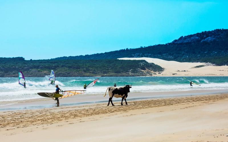 Beach, windsurfing, cow – Playa de Cala Sardina, Campo de Gibraltar, Cádiz | Andaluciatours