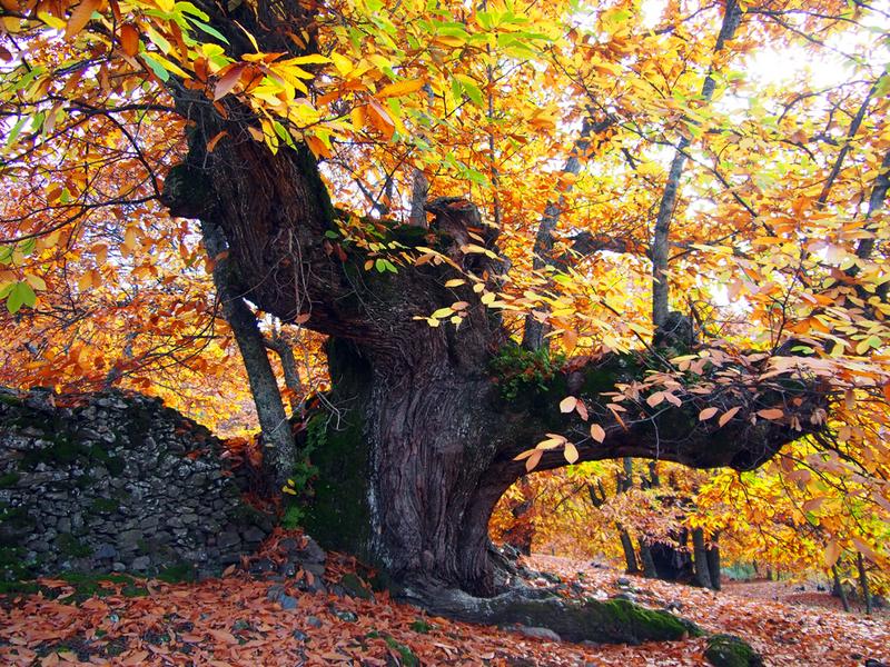 Autumn, forest, leaves – Serranía de Ronda, Málaga province, Andalucía | Andaluciatours