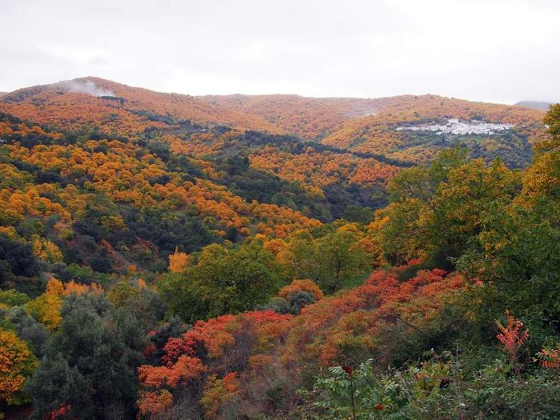 Hills, trees, village – Serranía de Ronda, Málaga province, Andalucía | Andaluciatours