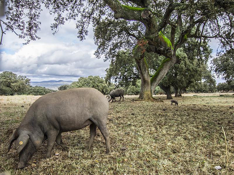 Iberian pigs, pasture, livestock – Sierra Morena, Jaén province, Andalucía | Andaluciatours