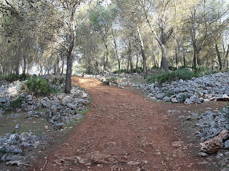 Forest, path, stones – Sierra Sur, Seville province, Andalucía | Andaluciatours