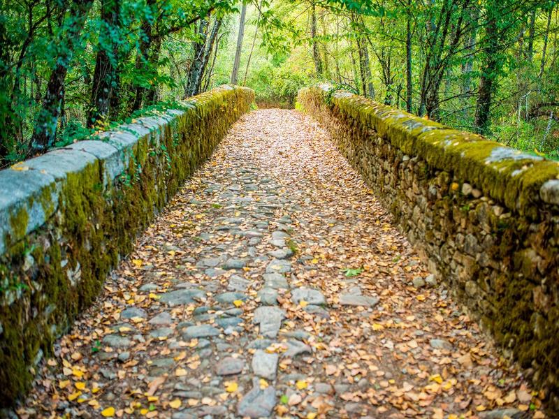 Forest, pathway, moss – Sierra Sur, Seville province, Andalucía | Andaluciatours