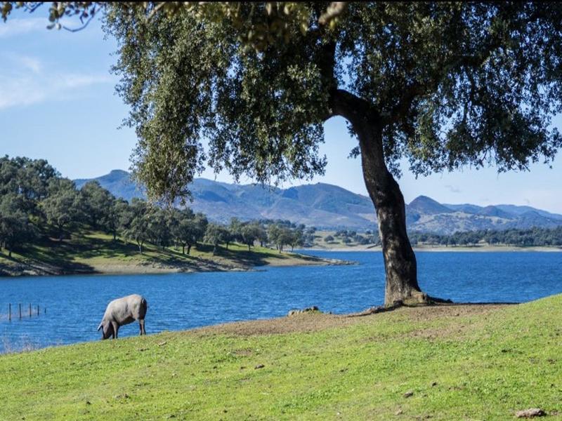 Iberian pigs grazing under a holm oak in the dehesa of the Sierra de Huelva — taste the real Andalucía with Andaluciatours.