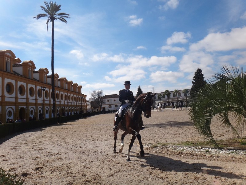 Andalusian horses performing at the Royal Andalusian School of Equestrian Art in Jerez, Spain