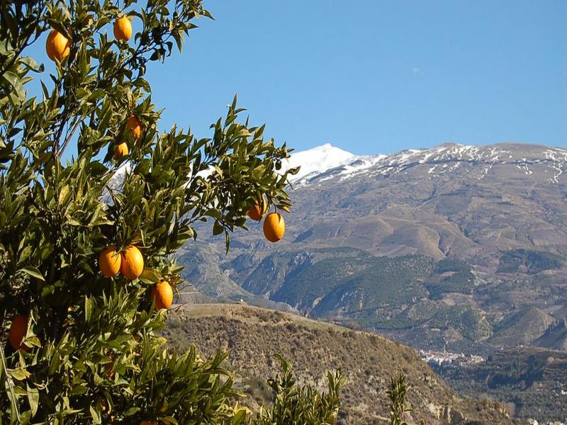 Orange tree, mountains, landscape – Valle de Lecrín, Granada province, Andalucía | Andaluciatours