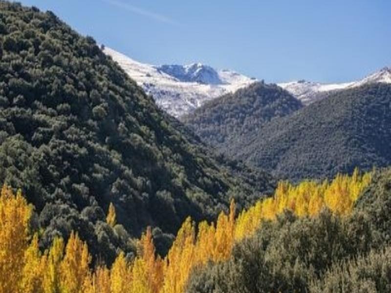 Golden autumn poplars in a valley beneath the snow-capped Sierra Nevada, Vega de Granada — explore with Andaluciatours.