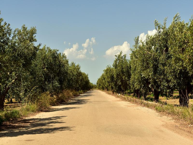 Road, trees, sky – Vega de Granada, Granada province, Andalucía | Andaluciatours